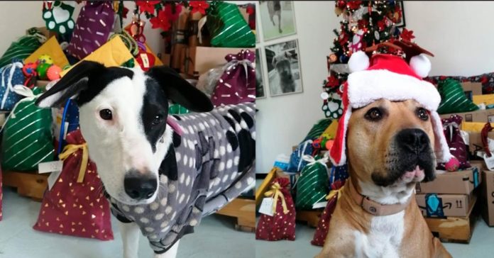 Los perros que han sido rescatados por la gente del Metro de la Cdmx serán los encargados de llevar las cartas de los niños a Santa y los Reyes Magos