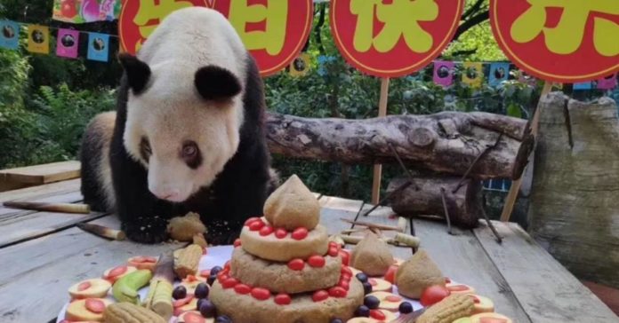 La panda más grande de edad en todo el mundo ha fallecido; así lo confirmó el zoológico donde vivía