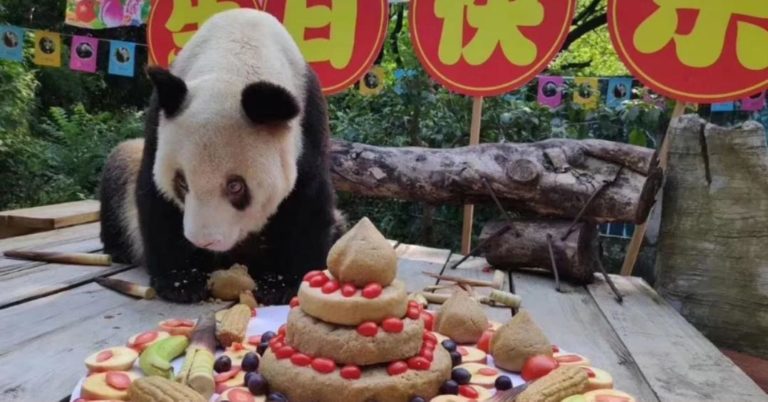 La panda más grande de edad en todo el mundo ha fallecido; así lo confirmó el zoológico donde vivía