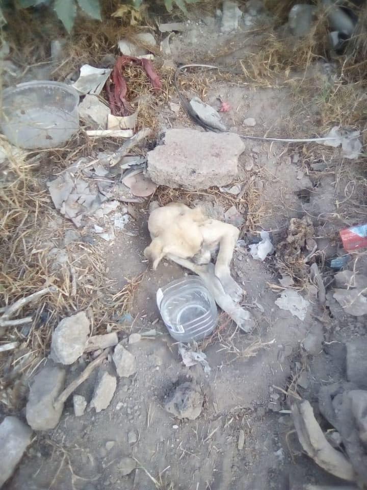 Rescatan a una perrita que sufrió de maltrato, abuso y hasta fue enterrada viva; por fortuna vecinos la encontraron y entregaron a una asociación