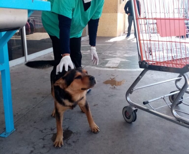 Conoce a ‘Covito’, el perrito que espera afuera del hospital a su dueño que falleció de Covid-19