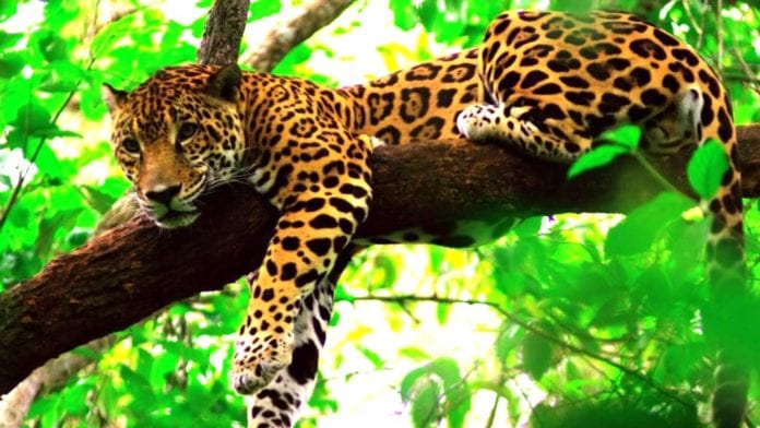 Representantes de gobiernos de América Latina, de PNUD, WWF, WCS y Panthera buscan unir sinergías con el sector privado, inversionistas y sociedad civil en favor del felino más grande de América.