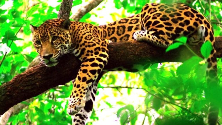 Representantes de gobiernos de América Latina, de PNUD, WWF, WCS y Panthera buscan unir sinergías con el sector privado, inversionistas y sociedad civil en favor del felino más grande de América.