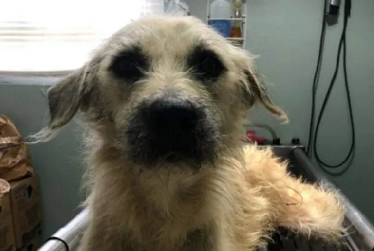 Muere Demetrio luego de que le amarraran pirotécnica en los genitales y lo atrpellaran