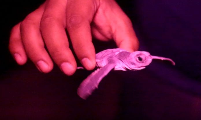 A pesar que aún no ha concluido la temporada 2020 del “Programa de Protección y Conservación de las Tortugas Marinas en las Playas del Municipio”, el Ayuntamiento de Benito Juárez informó que en Cancún ya se registra la mayor anidación de los últimos 26 años.