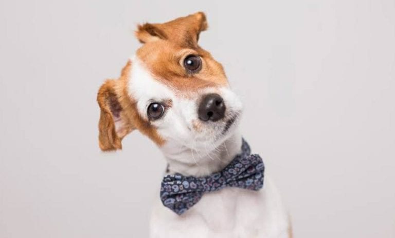 ¡Tu perro no te ama! Según científicos, estos no pueden experimentar este sentimiento