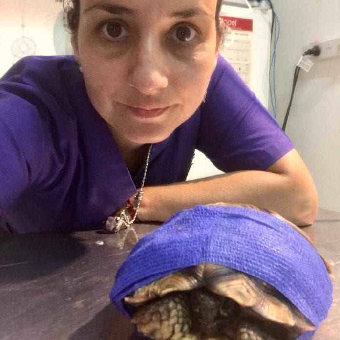 Salva a tortuga con caparazón destrozado; la habían tirado viva a la basura.