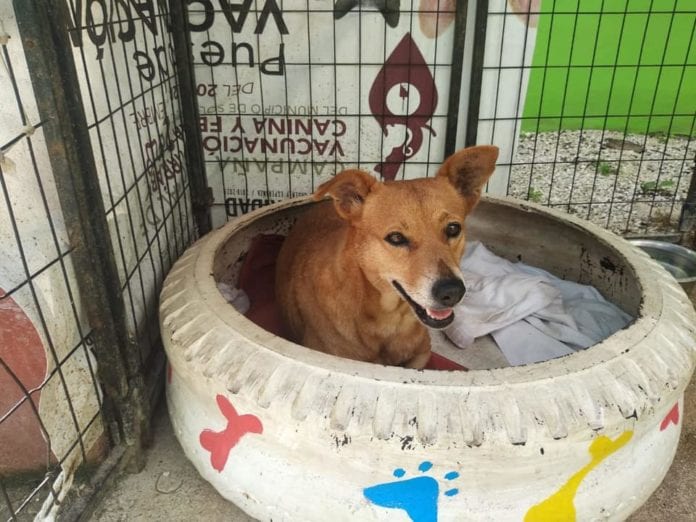 Animalistas piden a viajeros de Cancún a Vancouver o Calgary, ayudar a trasladar perritos.