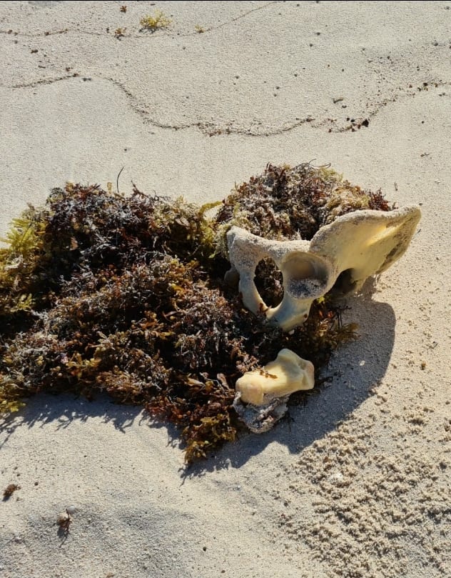 Recalan huesos humanos en Tulum