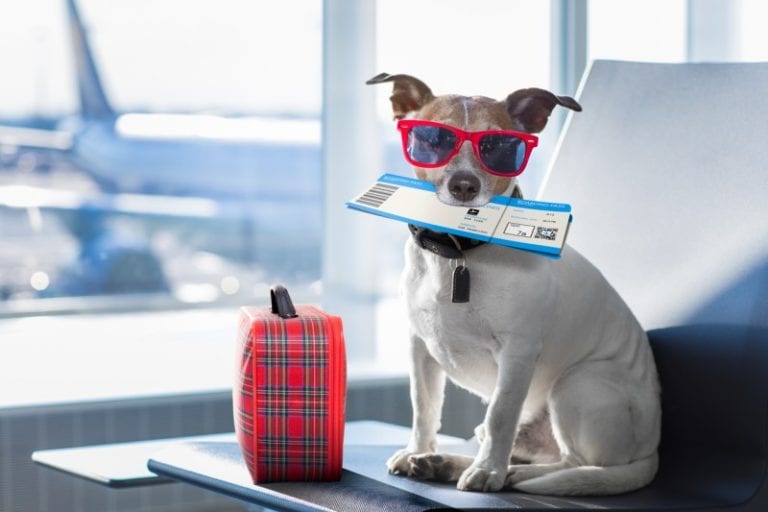 ¡Viaja con tus mascotas! Conoce cuales sí pueden ir en la cabina de estas aerolíneas