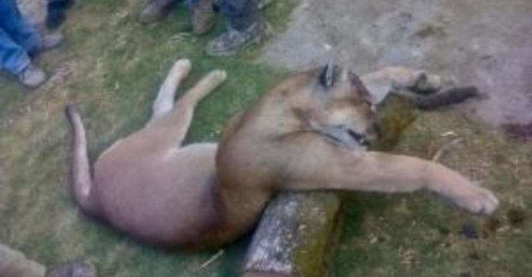 Capturan, matan y desollan a un puma en el Edomex