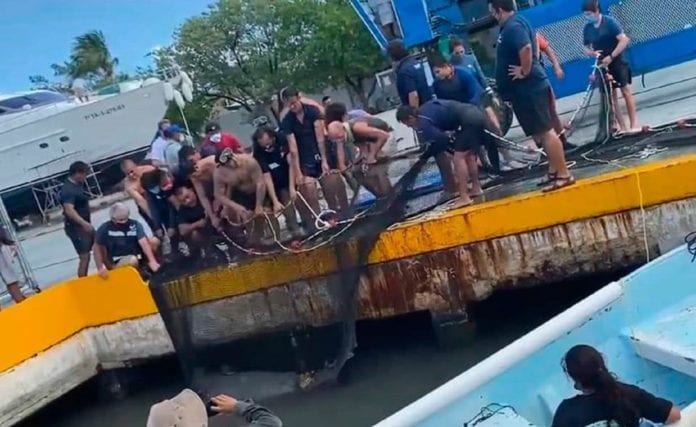 Manatí es capturado