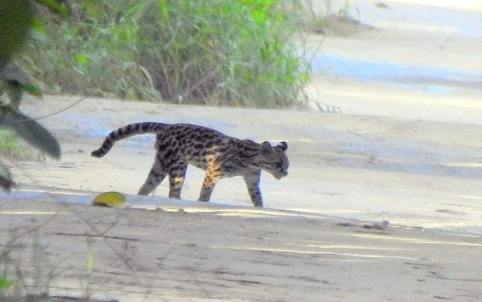 Fotos: Tigrillo se pasea por playas de Cozumel.