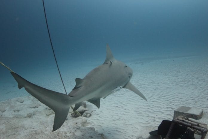 Adoptan a tiburón toro en Playa del Carmen; se llama Sejmet.