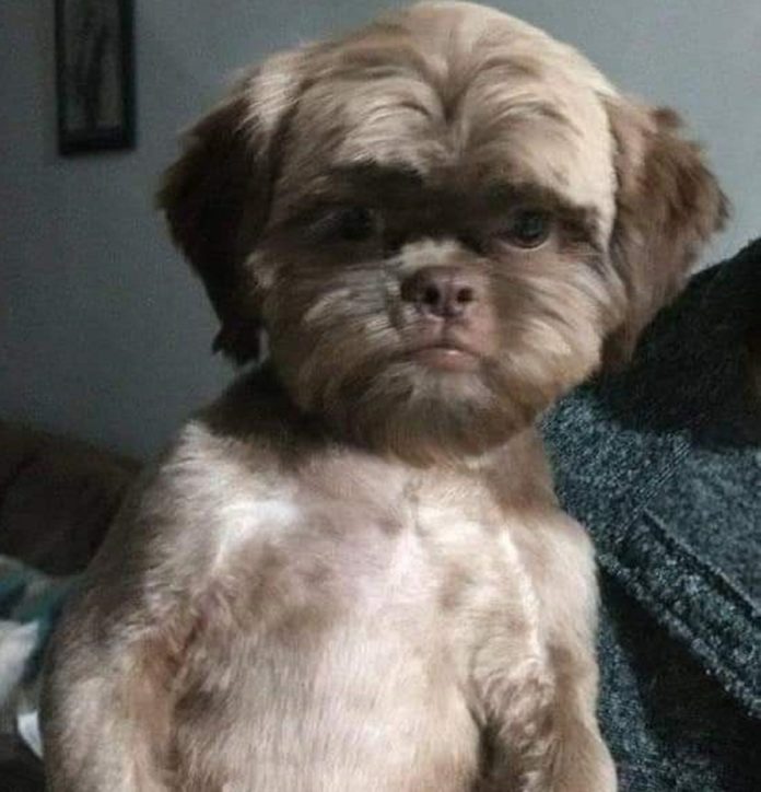 Este perrito se hizo viral por el terrible corte de cabello que le realizaron.