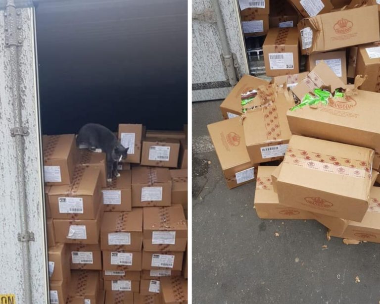 Gatito dura 3 semanas encerrado en un contenedor de dulces, solo comía bombones