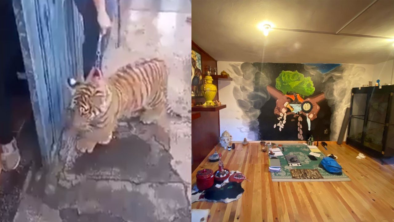 Descubren sitio donde realizaban sacrificios y rituales gracias a video viral de un tigre