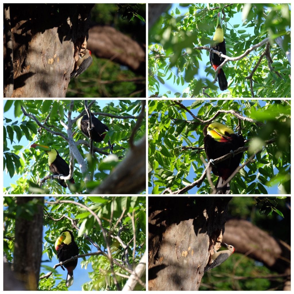 El redes sociales la usuaria @bios72 retrató al menos ocho tucanes y comentó: "Esta semana pudimos ver varios tucanes".
