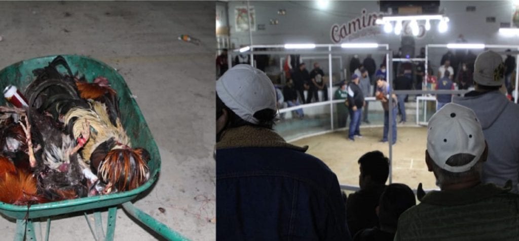 Suspenden palenque en Edomex: había más de 60 personas sin sana distancia.