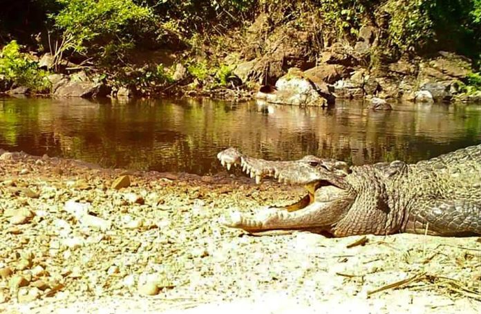 Cocodrilo de especie casi extinta es captado en fotografías