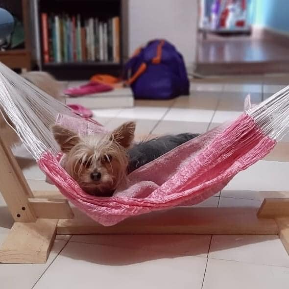 Crean hamacas y camitas para el descanso de las mascotas