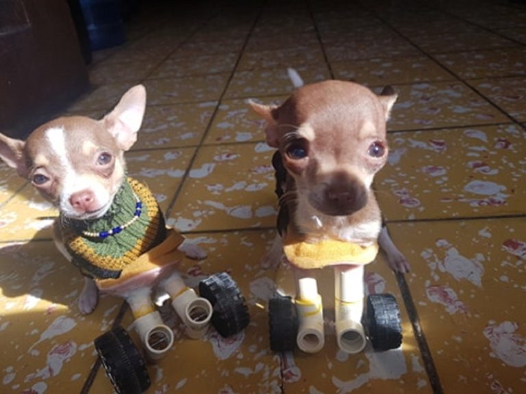 Video: Adoptan y hacen prótesis a Chihuahua sin patitas delanteras.