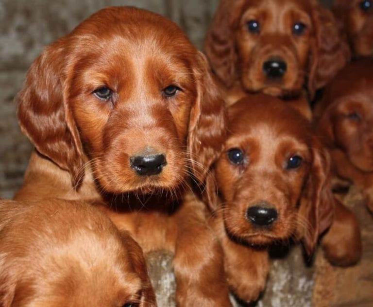 Final feliz: como los 101 dálmatas, ellos también regresaron a casa