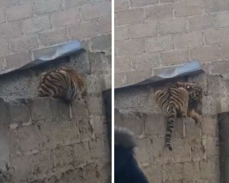 Video: Mujer sale al patio de su casa en Hidalgo y se encuentra con un tigre