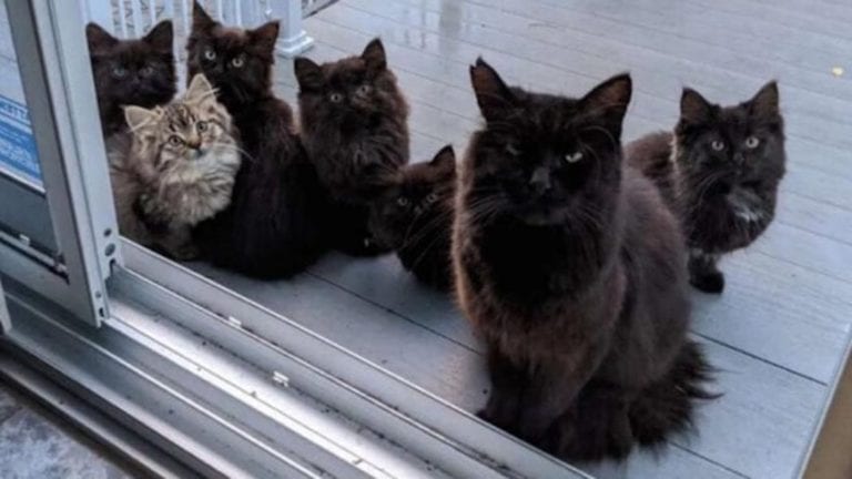 Una mujer le dio de comer a una gata callejera y días después recibe esta hermosa sorpresa
