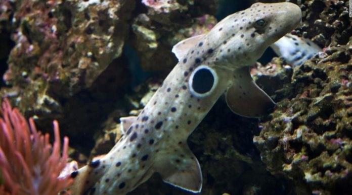 El cambio climático afecta a muchas especies del planeta, y los tiburones bebé no son la excepción; están naciendo más desnutridos y débiles