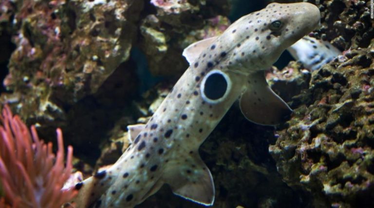 El cambio climático afecta a muchas especies del planeta, y los tiburones bebé no son la excepción; están naciendo más desnutridos y débiles