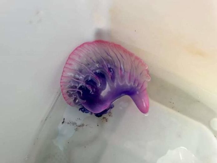 Usuarios de redes sociales compartieron las imágenes de una fragata portuguesa, especie altamente venenosa hallada en Cozumel por unos pescadores que por fortuna salieron ilesos.