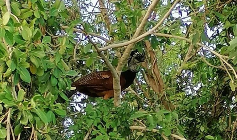 Este es un hocofaisán, una especie en peligro de extinción y que fue captada cerca de una zona habitacional en Cancún