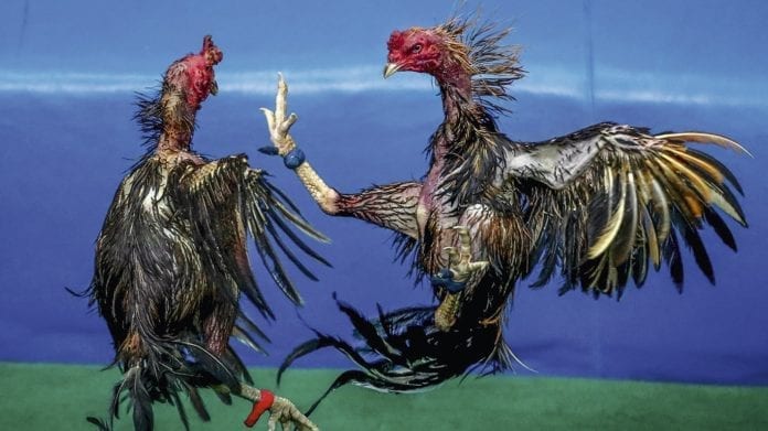 Gallo mata a su dueño con una cuchilla durante pelea