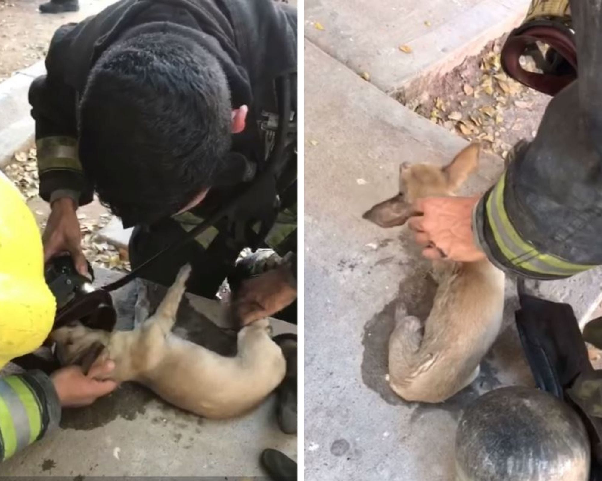 Bomberos de Culiacán rescatan a un perrito de incendio y lo reviven con oxígeno