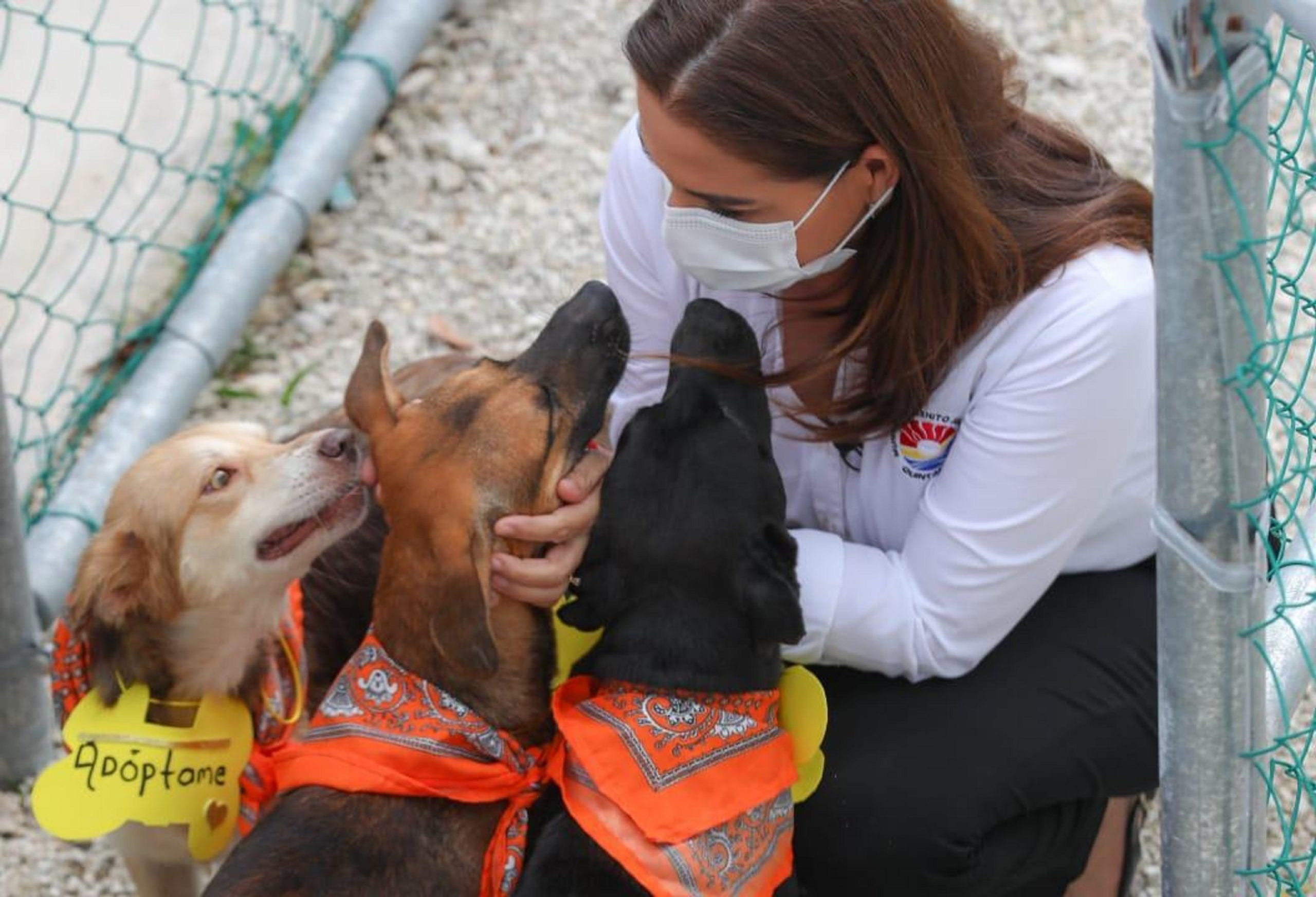 “Los amigos no se compran” Realizan segunda campaña de adopción canina en Cancún