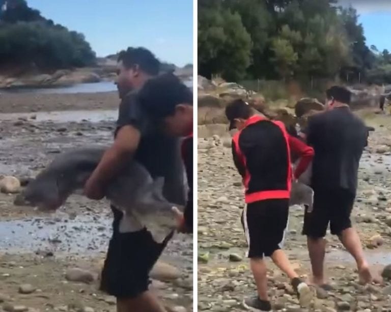 Video: Sacan a tiburón del agua y lo asesinan para tomarse fotos