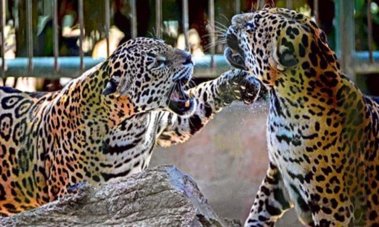 Un ‘terrible error’ provocó que un jaguar macho matara a una hembra en un zoológico