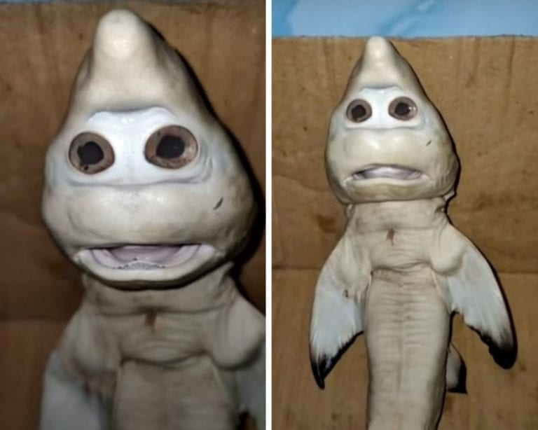¿Baby Shark? Pescador encuentra en el mar a extraño tiburón bebé, parece humano