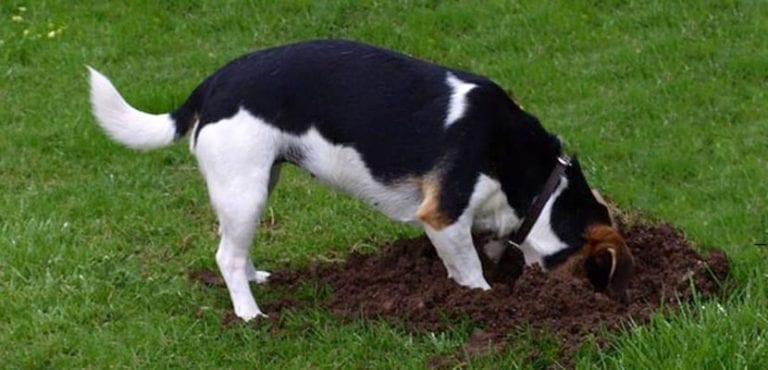 Unos perros hallan el cráneo de una persona detrás de un Kínder