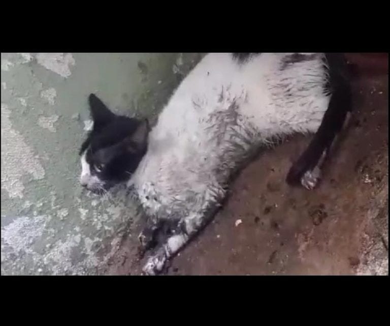 Fallece la gatita “Tita”; fue envenenada con otros animales en Villamar 1