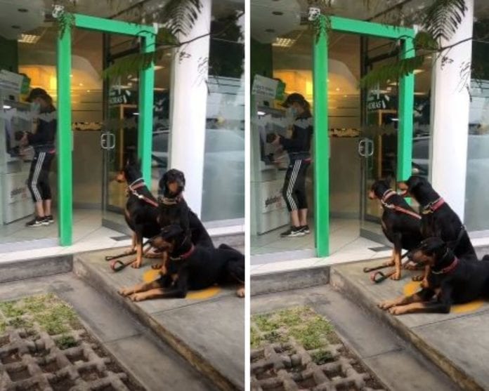 Perros esperan a que mujer salga del cajero