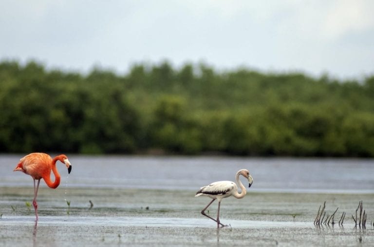 Debido al adecuado equilibrio ecológico y presencia de suficientes nutrientes en el ecosistema de manglar en el Parque Ecoturístico Punta Sur, la Fundación de Parques y Museos de Cozumel (FPMC) registra un incremento en la población de flamencos rosados (Phoenicopterus ruber), entre los que se encuentran crías que anticiparon su migración.