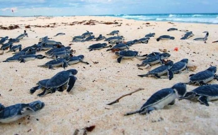 Xcacel-Xcacelito, 23 años de ser el Santuario de la tortuga marina