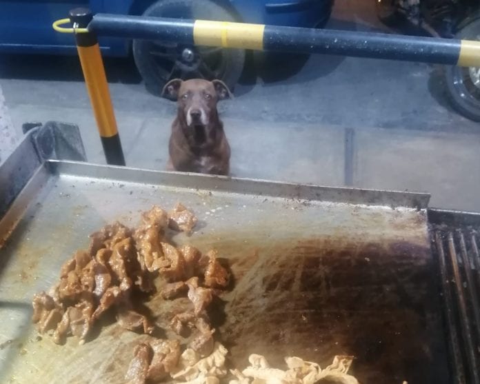 Perrito espera afuera de restaurante