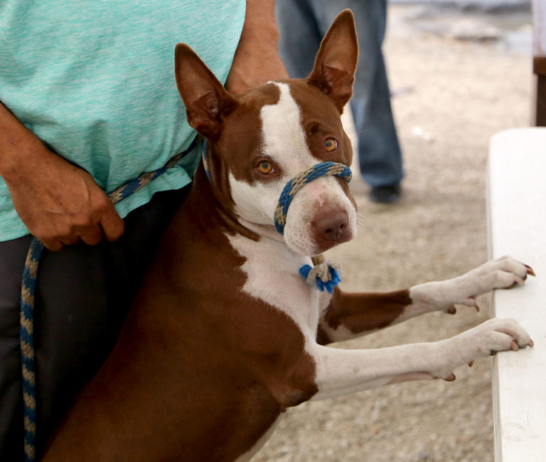 ¡Lleva a tus mascotas! Anuncian en Cancún 5ta Jornada de Desparasitación Canina y Felina