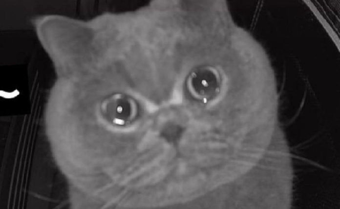 Este tierno gatito estaba al borde de las lágrimas pues se había quedado solo en su casa; cuando su dueña lo vio, volvió corriendo a su hogar