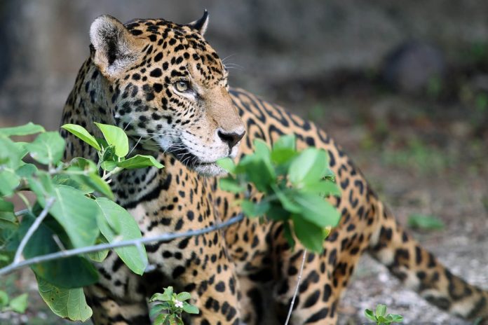 Anuncian nuevo esfuerzo para salvar al jaguar de la extinción