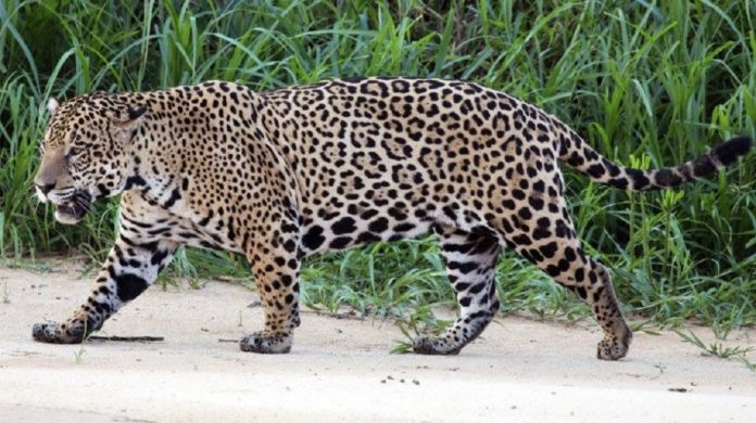 ¡Está desapareciendo el jaguar! Piden firmas para salvar su hábitat en Playa del Carmen