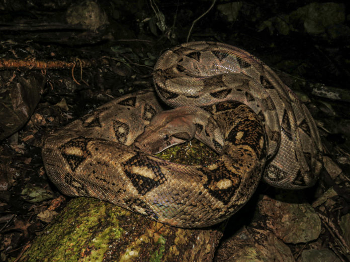 Piden no matar boas en zonas urbanas de la península de Yucatán; son inofensivas.